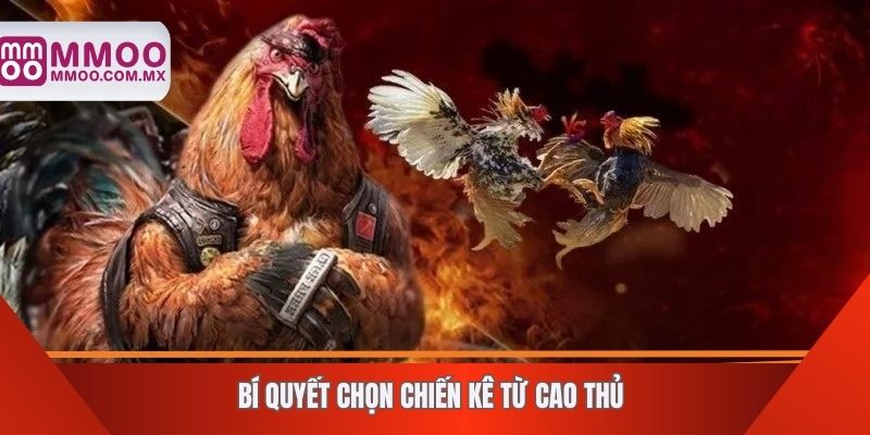 Bí quyết chọn chiến kê từ cao thủ