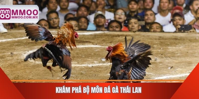 Khám phá bộ môn đá gà Thái Lan